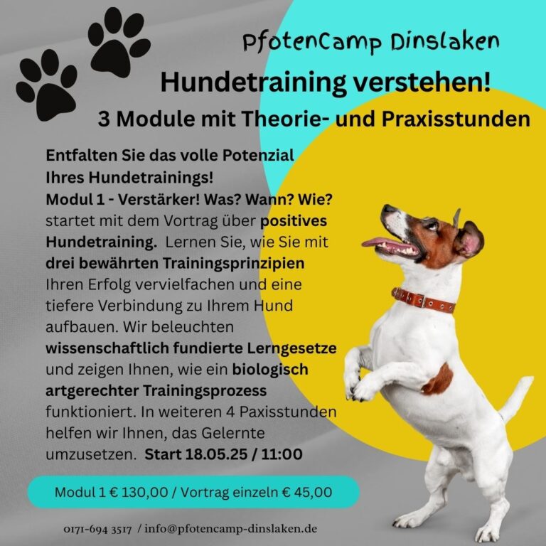 Mehr über den Artikel erfahren Wie lernt mein Hund? – 3 Module