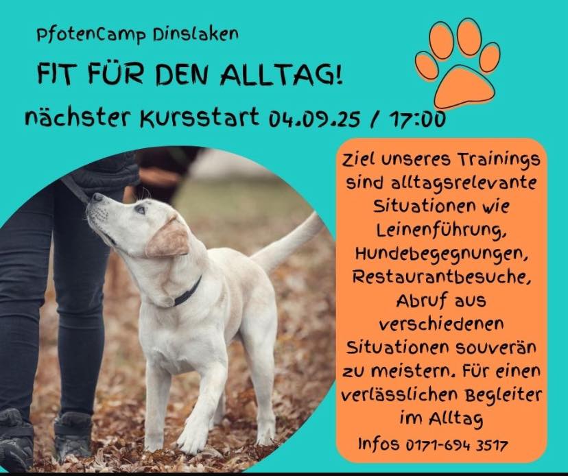 Wir machen Euch und Euren Hund fit für alle Alltagssituationen. Für die Teilnahme braucht Euer Hund keine Vorkenntnisse, sollte allerdings mind 7 Monate alt sein. Der Kurs dauert 6 Monate und wird die Themen Aufmerksamkeit, Impulskontrolle, Leinenführung, Fußgehen, Abruf und Deckentraining in verschiedenen Situationen beinhalten. Meldet Euch jetzt an und legt den Grundstock für viele harmonische Jahre mit Eurem vierbeinigen Freund. #hundeschule_dinslaken #basistraining_hund #alltagstraining_hunde #hundeschule_dinslaken