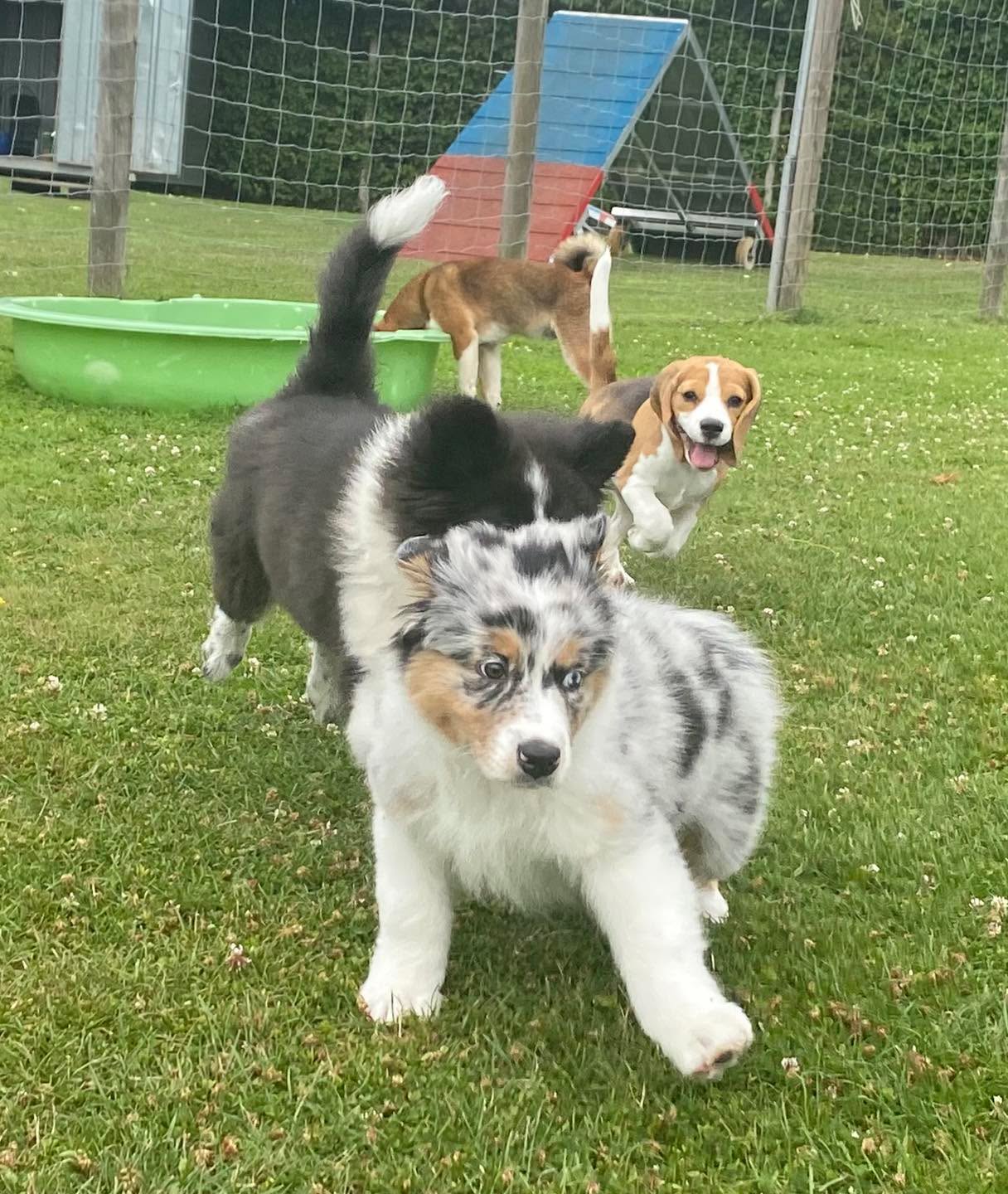 Ab 19. September 17:00 startet wieder eine Welpengruppe!
Für einen guten Start ins gemeinsame Leben!
Mit ganz viel Infos zur HundeGesundheit und Lernverhalten, Spaß auf dem Welpenparcours und kontrolliertem Spiel werden wir Euch in dieser wichtigen Zeit unterstützen!
Wir freuen uns auf Euch! #hundetrainingdinslaken #pfotencamp_dinslaken #hundeschuledinslaken #welpengruppedinslaken #welpentrainingdinslaken