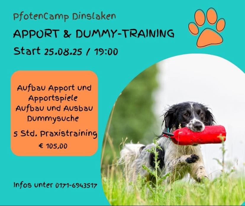 „Apport & Dummytraining“
Mit Spaß und Geduld zum Ziel 😊
Ab Montag 25.8.25 um 19:00
5x Praxistraining
Jetzt noch anmelden!
#pfotencamp #dummytraining_ #dummytraining_dinslaken #apportiertraining_dinslaken #hundetrainingdinslaken #pfotencamp_dinslaken #hundeschule_dummy