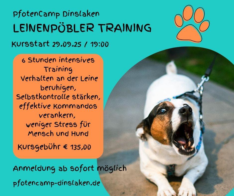 Leinenpöbler-Training – Ruhiges Verhalten an der Leine
Haben Sie einen Hund, der beim Spazieren an der Leine pöbelt oder die Situation lautstark kommentiert? Unser Kurs „Leinenpöbler-Training“ hilft Ihnen, Ruhe, Sicherheit und Harmonie auf Spaziergängen wiederherzustellen. #pfotencamp_dinslaken #hundetrainingdinslaken #hundeschuledinslaken #Hundetraining #leinenpöbler #leinenführung #leinenführigkeitstraining
