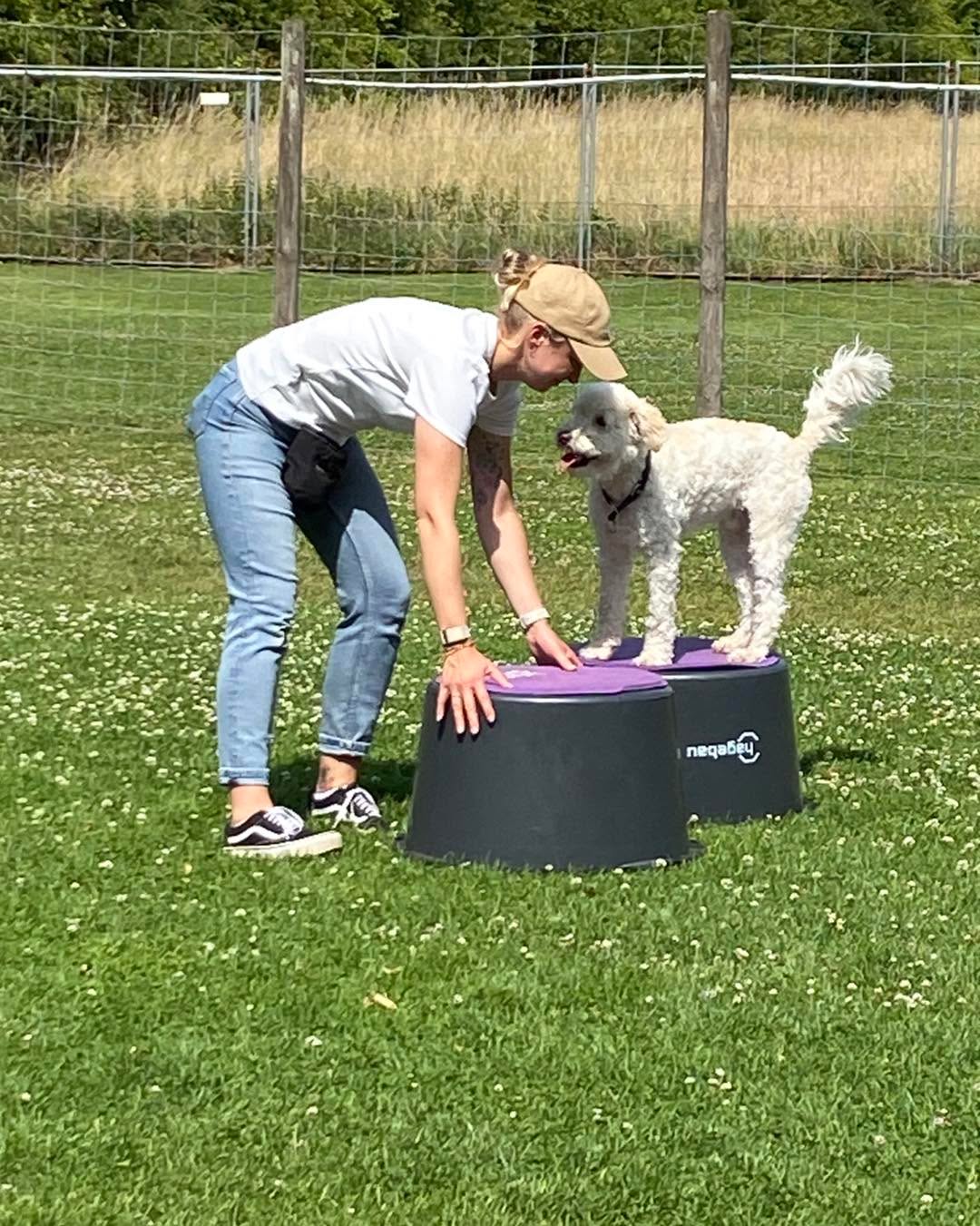 Dringend Hundetrainer gesucht!!
Bei uns hat wieder der Storch zugeschlagen und wir werden voraussichtlich zum Ende des Jahres Verstärkung brauchen.
Du solltest eine abgeschlossene Hundetrainer Ausbildung haben und Lust auf Gruppentraining und Teamarbeit haben. Wir bieten ein eingezäuntes Trainingsgelände mit einem umfangreichen Geräteparcours und für schlechtes Wetter eine Trainingshalle.
Melde Dich telefonisch oder per Mail beim PfotenCamp! Wir freuen uns!! #hundetrainer_gesucht #Hundetrainer #Hundetrainerdinslaken
