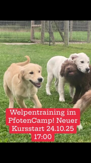 WelpenTraining für die erste wichtige Phase mit Euren neuen Fellnasen! #pfotencamp_dinslaken #hundetrainingdinslaken #hundeschuledinslaken #pfotencamp #welpenschuledinslaken #welpentrainingdinslaken #welpengruppedinslaken