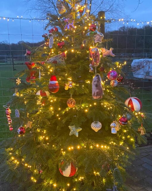 Nach einem schönen Abend mit unseren wunderbaren Kunden aus der HuTa und der Hundeschule strahlt unser Weihnachtsbaum durch Euren bunten mitgebrachten Baumschmuck. Wir hatten ganz viel Spaß und tolle Gespräche. Die Tombola hatte für jeden was dabei. Ganz lieben Dank an mein grossartiges Team. Ohne euch würde das PfotenCamp nicht funktionieren!