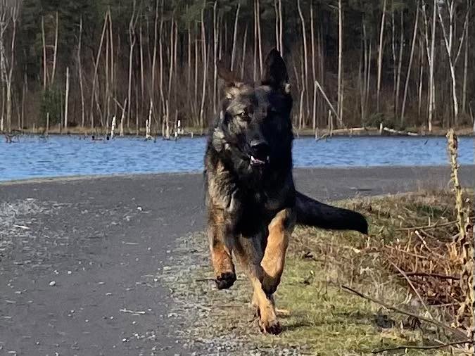 Kursstart FamilienHundAusbildung!
08.01.2026 donnerstags 18:00 
Dauer 6 Monate, €79,00 monatlich.
Weiterer Kursstart im Februar immer dienstags geplant 
Auf unserem eingezäunten Trainingsgelände werdet ihr Schritt für Schritt fit für den Alltag gemacht. Aufmerksamkeitssignal, Leinenführung, Begegnungstraining und Abruf sind nur einige der Trainingsinhalte. 
Bei Regen und Matsch können wir unsere Trainingshalle nutzen. Anmeldung gerne per Mail oder telefonisch. 
Startet jetzt! 💪 #pfotencamp_dinslaken #hundetrainingdinslaken #hundeschuledinslaken #Hundetraining