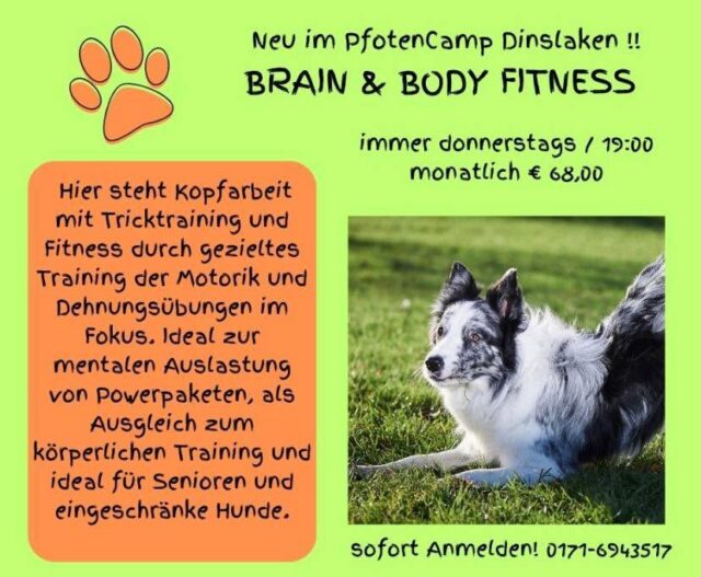 Unser neuer Kurs mit Schwerpunkt Kopfarbeit, ist bestens geeignet für agile Hunde, um die Konzentration zu fördern und auch gleichzeitig für ältere Hunde, um diese angemessen zu beschäftigen.
Vereinbart ein Probetraining und testet es! #pfotencamp_dinslaken #hundetrainingdinslaken #hundeschuledinslaken