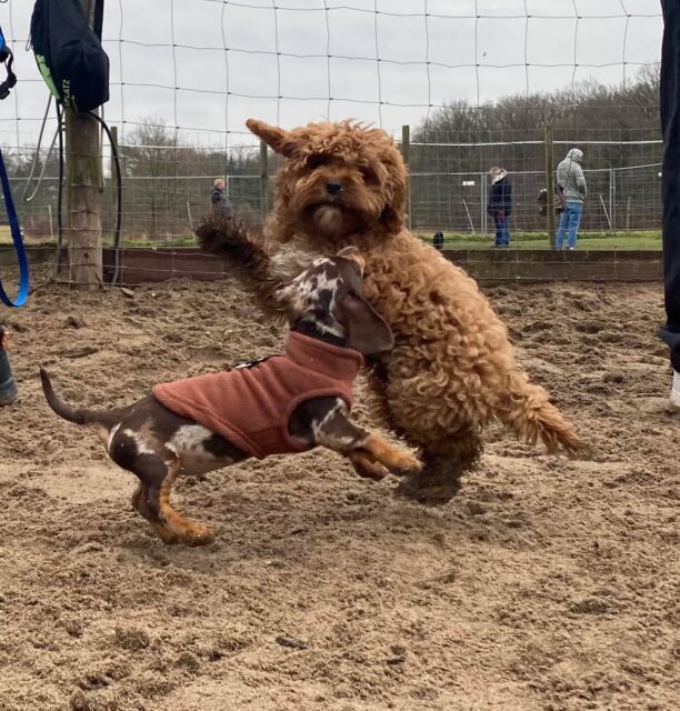 Welpentraining im PfotenCamp
samstags 12:00
Und ab März auch wieder freitags 17:00!
Wir freuen uns auf Euch! #pfotencamp_dinslaken #hundetrainingdinslaken #hundeschuledinslaken #welpengruppe_dinslaken #welpentraining