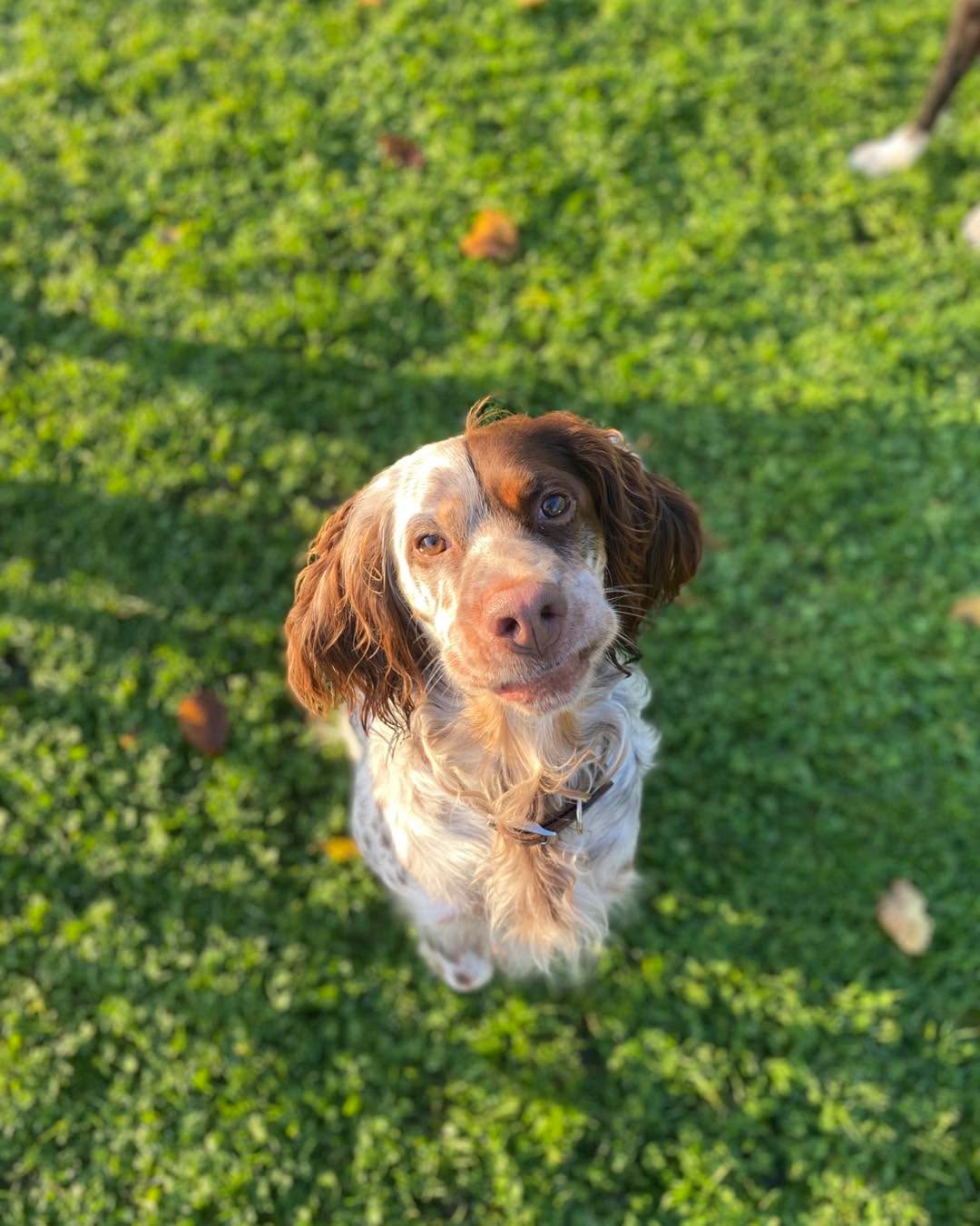 Kursstarts FamilienHundAusbildung
3.März 2026 um 17:00
Und
4. April 2026 um 10:30 (Termin ausgebucht)
Maximal 7 Teilnehmer pro Kurs, Dauer 6 Monate
Wir machen Euch fit für den Alltag! #pfotencamp_dinslaken #hundetrainingdinslaken #hundeschuledinslaken
