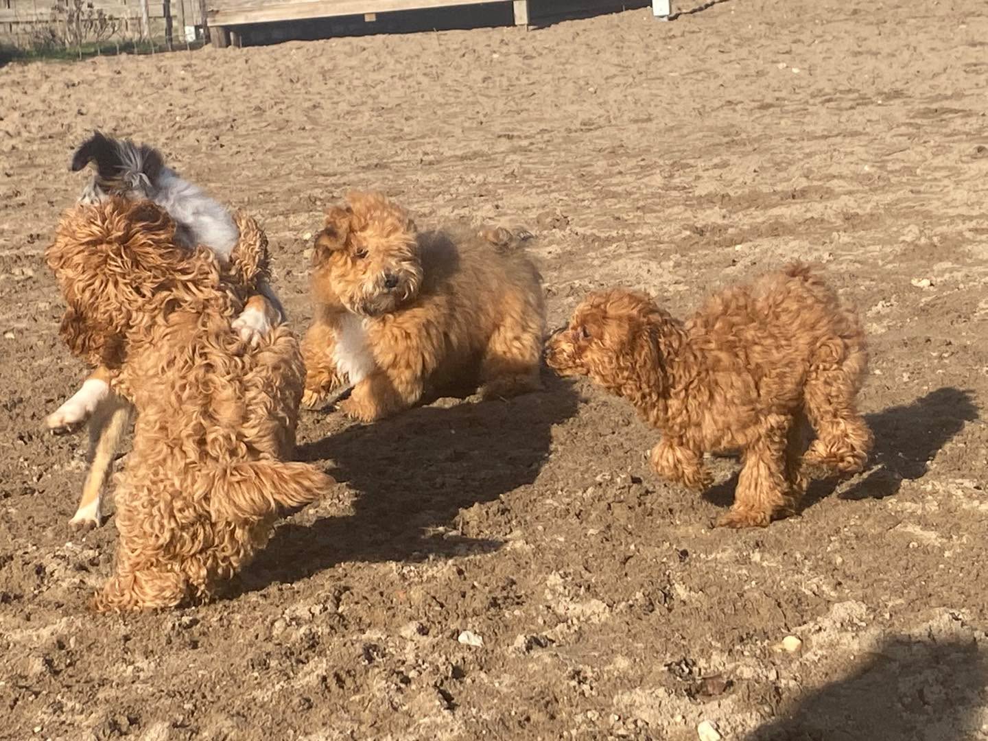 Ab März Welpentraining auch wieder freitags 17:00! #pfotencamp_dinslaken #hundetrainingdinslaken #hundeschuledinslaken #Welpentraining #welpengruppedinslaken #welpenschuledinslaken