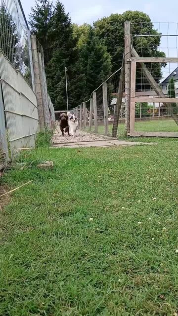 Die HuTa PfotenCamp hat wieder Platz 😉 #pfotencamp_dinslaken #Hundetagesstättedinslaken #hundetagesbetreuungdinslaken