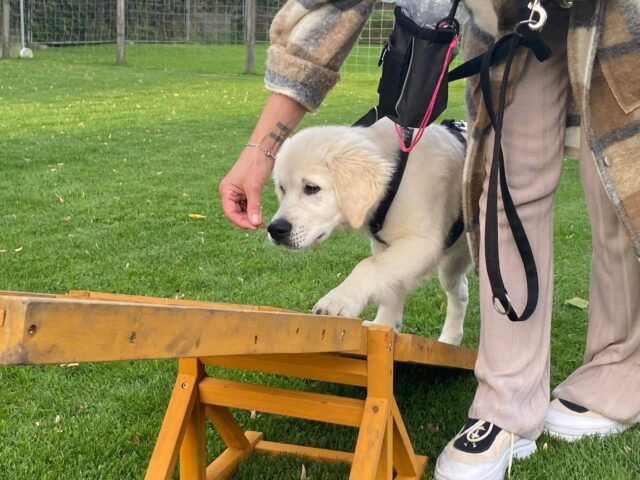 Welpentraining im PfotenCamp 
Freitags 17:00 und Samstags 12:00
Auf unserem eingezäunten Gelände lernen die Kleinen spielerisch wichtige Basics für den Alltag und Kommunikation und Verhalten gegenüber Artgenossen. Auf dem Geräteparcours schulen wir Motorik und Umweltreize. 
 Meldet Euch an für einen tollen Start! 0171-6943517 #pfotencamp_dinslaken #hundetrainingdinslaken #hundeschuledinslaken #welpentraining #welpentrainingdinslaken #welpengruppedinslaken