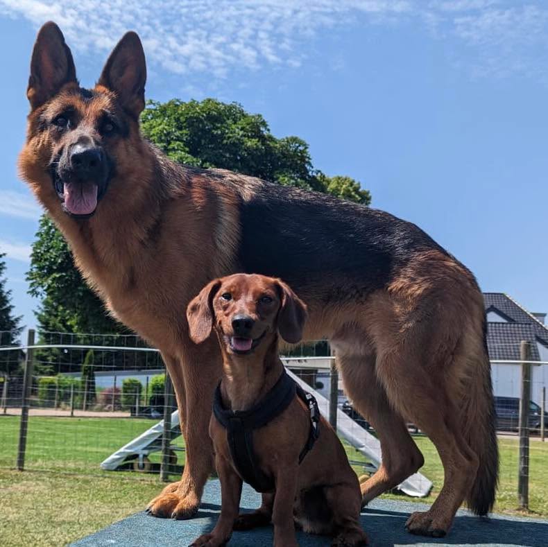 FamilienHundAusbildung im PfotenCamp 
Wir machen Euch fit für den Alltag!
Individuell, positiv und sicher auf unserem eingezäunten Gelände. 
Nächster Kursstart Dienstag 3. März 17:00
Infos und Anmeldung unter 0171-6943517
#pfotencamp_dinslaken #hundetrainingdinslaken #hundeschuledinslaken