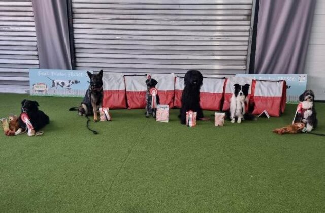 Das Agility -Team vom PfotenCamp hat gestern wieder einen spannenden und erfolgreichen Turniertag erlebt. Mit zwei 1. Plätzen, einmal 2. Platz und Platz 4 wurde unser Training belohnt. Und Euer Trainer ist sehr stolz! 😉 #pfotencamp_dinslaken #hundetrainingdinslaken #hundeschuledinslaken #agilitytrainingdinslaken