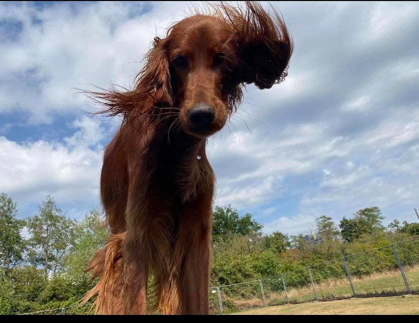 Neue Themenkurse ab April!
Eigentlich klappt alles schon super, aber ….
Wir unterstützen Euch punktuell um Eurem Training noch den Feinschliff zu geben. 
Leinenführung 
Start 9.4.26 / 17:00
Sicherer Abruf
Start 14.4.26 / 19:00 
Jeweils 6 Stunden, Preis € 120,00
#pfotencamp_dinslaken #hundetrainingdinslaken #hundeschuledinslaken