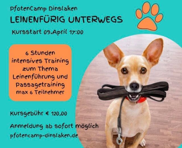 Themenkurse im PfotenCamp!
Ab April starten wir wieder mit unseren Themenkursen um Euch punktuelle Unterstützung zu geben. 
„Leinführung und Passagetraining“
Start 09. April 17:00
Max 6 Teilnehmer! #pfotencamp_dinslaken #hundetrainingdinslaken #hundeschuledinslaken #leinführungstrainingdinslaken