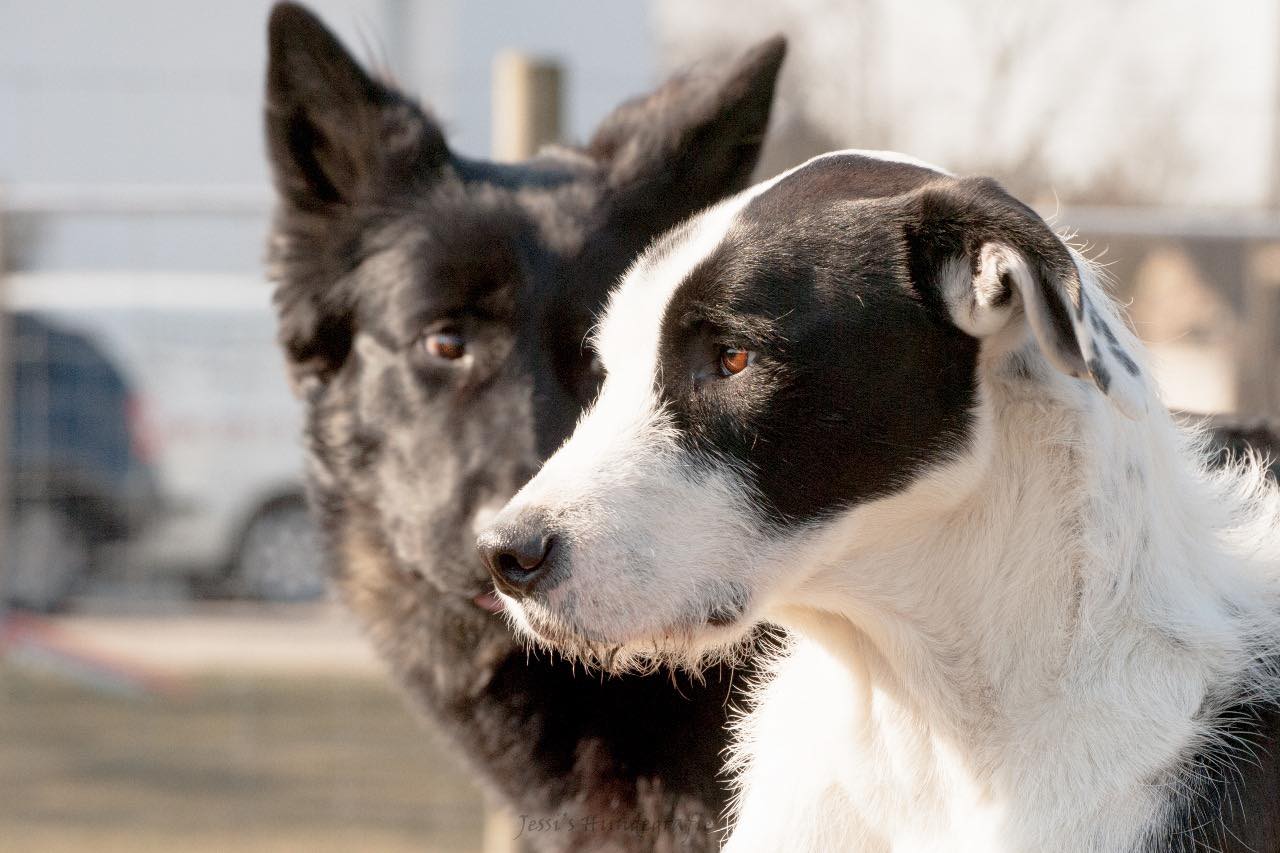 „Impulskontrolle und Frustrationstoleranz“
Dein Hund kann nicht abwarten, ist meist unter Strom, springt Leute zur Begrüßung an, Jagt vielleicht sogar Jogger und Radfahrer? Wenn er etwas nicht haben kann, reagiert er frustriert oder impulsiv? Auch Dein Hund kann mit dem richtigen Management und gezielten Übungen zum entspannten Begleiter werden!!!
6 Stunden Praxistraining (1 h wöchentlich)
Start 28. April / 19:00
Maximal 6 Teilnehmer! #pfotencamp_dinslaken #hundetrainingdinslaken #hundeschuledinslaken #Impulskontrolle #impulskontrollehund