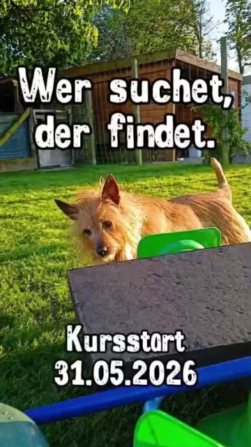 Unser nächster Themenkurs startet im Mai! Freut euch drauf! #hundetrainingdinslaken #pfotencamp_dinslaken #hundeschuledinslaken #schnüffelkursdinslaken #suchkurs_für_hunde_dinslaken