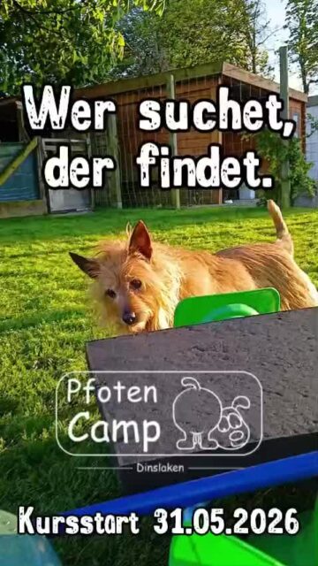 „Wer suchet, der findet“ unser Kurs für Schnüffelnasen. 
Start 31.5. / 10:00
5 Stunden Praxistraining (1h wöchentlich)
€ 105,00 #pfotencamp_dinslaken #hundetrainingdinslaken #hundeschuledinslaken #schnüffelkurs_dinslaken