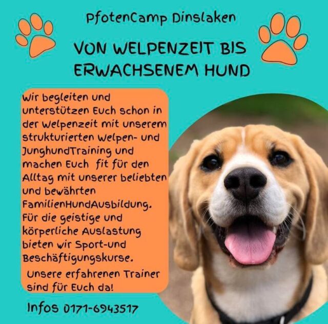 Aktuelle Kursstarts:

Leinenpöbler Training -  07.09.26 / 19:00
6 Stunden (1 x wöchentlich) € 135,00
FamilienHundAusbildung -  10.09.26 / 18:00
6 Monate intensives Training für den Alltag 
€ 79,00 monatlich 
#pfotencamp_dinslaken #hundetrainingdinslaken #hundeschuledinslaken #leinenagressionstraining_dinslaken