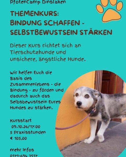 Unser Themenkurs extra für unsichere und ängstliche Hunde.
Bindung schaffen - Selbstbewusstsein stärken! #pfotencamp_dinslaken #hundetrainingdinslaken #hundeschuledinslaken #training_angsthundedinslaken