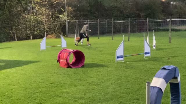 Schnupperkurs FunAgility
Start Samstag 7.11. um 13:00, 4 x samstags € 72,00 #pfotencamp_dinslaken #hundetrainingdinslaken #agilitytraining #funagility_dinslaken